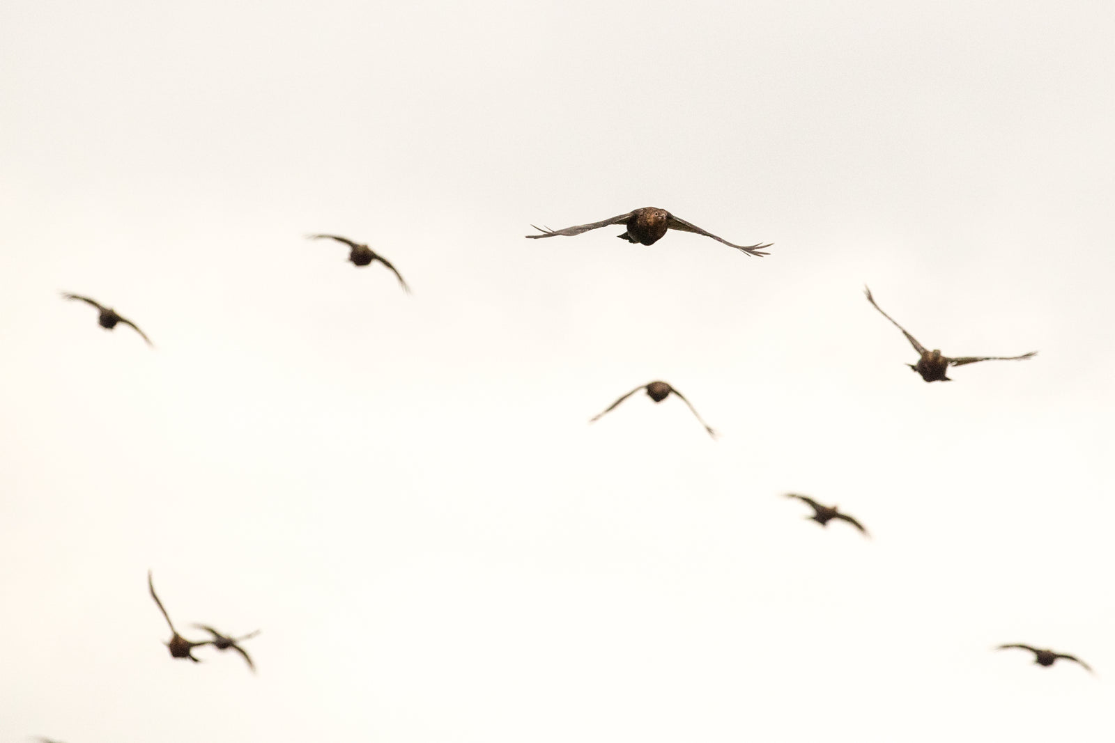 The Macnab Challenge - A Special Pursuit